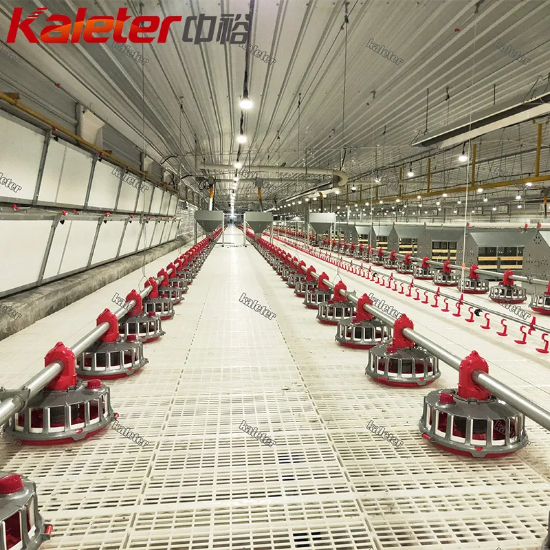 Hähnchen züchter Automatische Hähnchen-Feeder-Linie Automatische Broiler zucht Komplette Satup-Maschine für - Züchter Geflügel Ausrüstung - foodmachtech